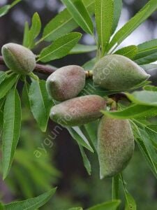 Ferragnes Badem Fidanı