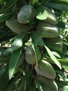 Ferraduel Badem Fidanı