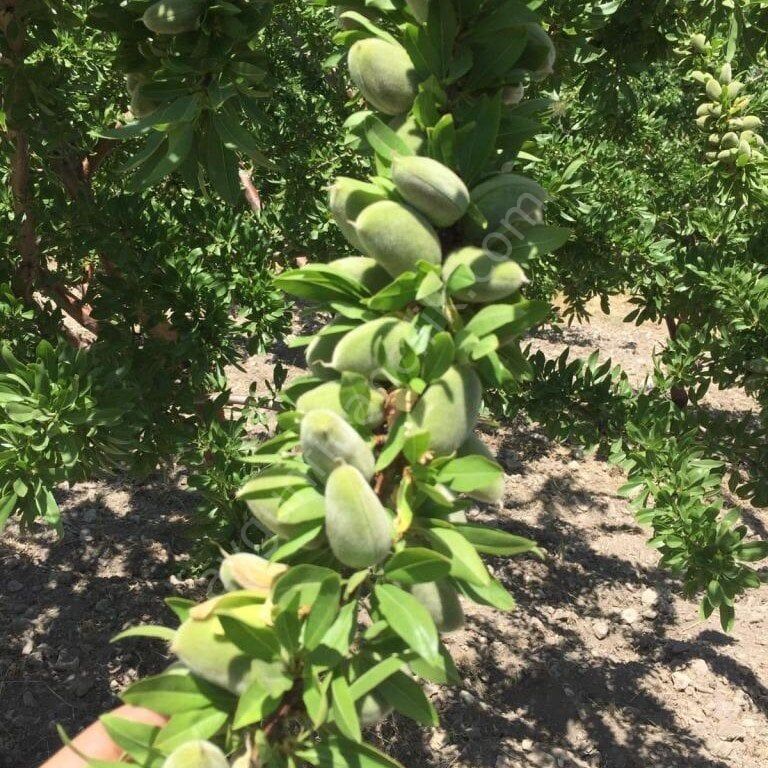 Laurenne Badem Fidanı