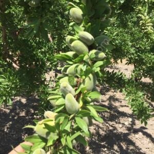 Laurenne Badem Fidanı