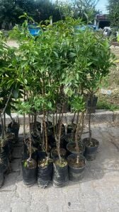 Laurenne Badem Fidanı