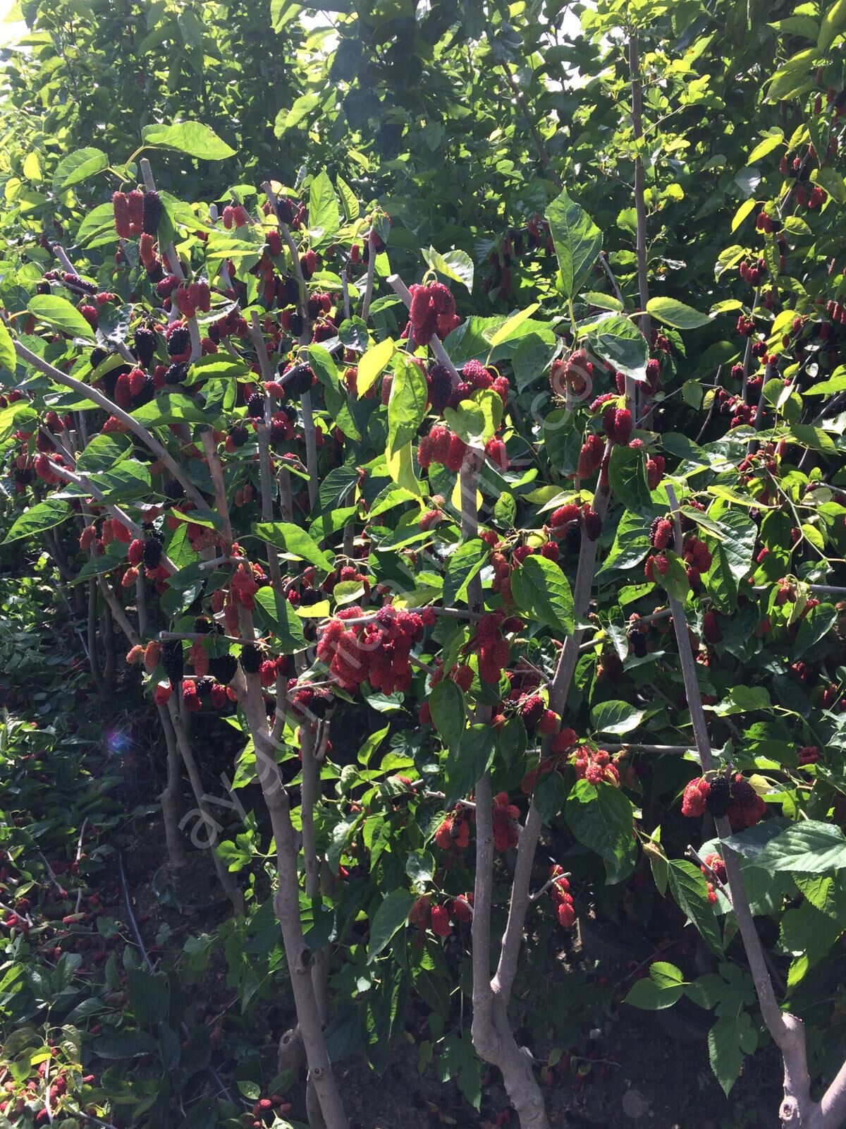 Bursa Siyahı İri Dut Fidanı