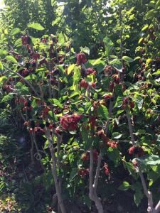 Bursa Siyahı İri Dut Fidanı