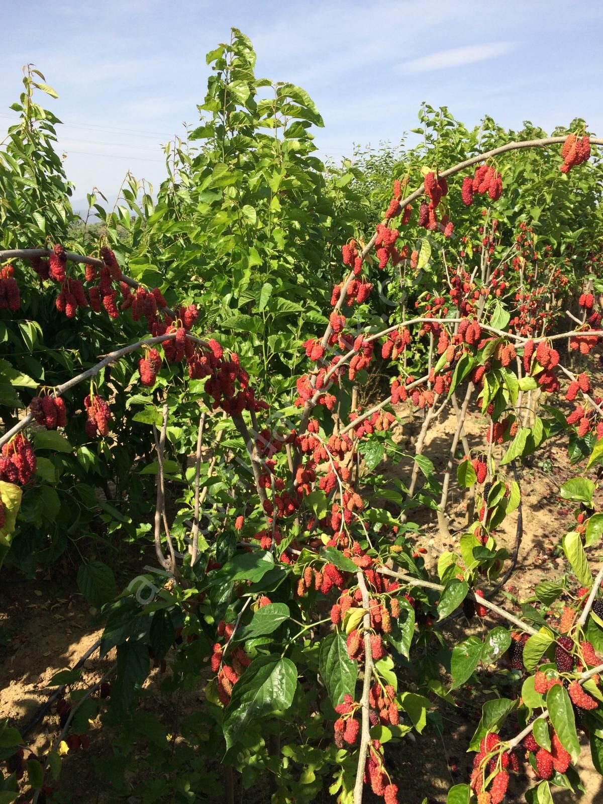 Avustralya Yediveren Dut Fidanı