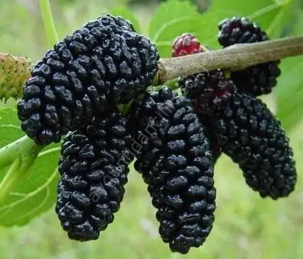 Karadut Fidanı