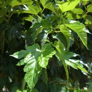 Çınar Yapraklı Dut Fidanı