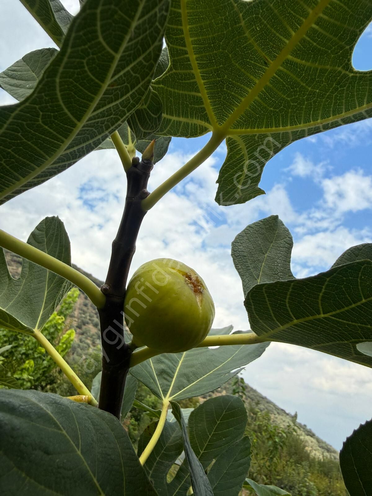 Nazilli (Sarı Zeybek) İncir Fidanı