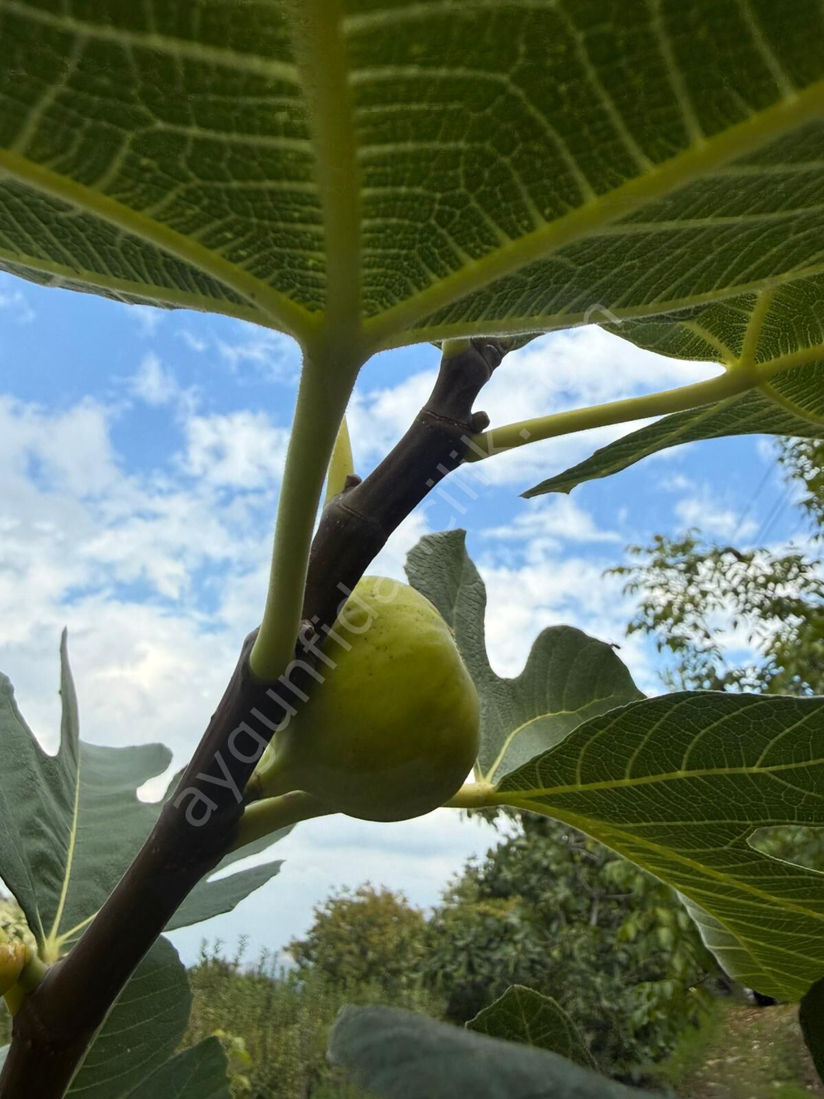 Sarılop İncir Fidanı