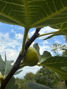 Sarılop İncir Fidanı