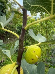 İzmir Bardacık İncir Fidanı