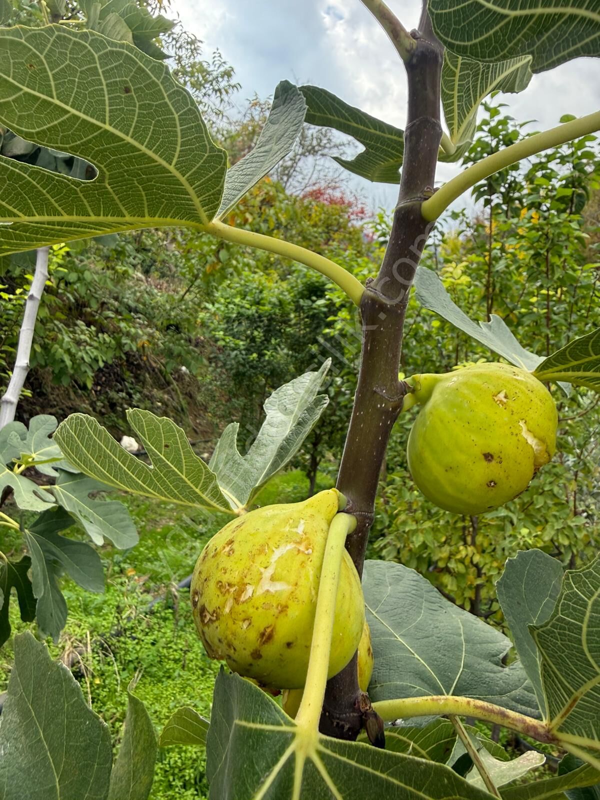 Tire Bardacık İncir Fidanı