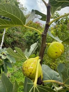 Tire Bardacık İncir Fidanı