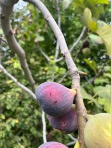 Mor Güz İncir Fidanı