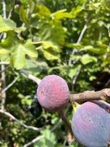 Siyah Bardacık İncir Fidanı