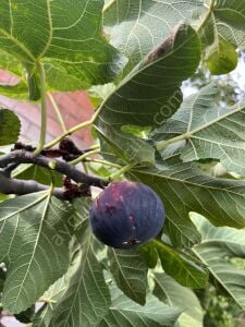 Siyah Bardacık İncir Fidanı