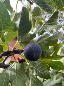 Ronde De Bordeaux İncir Fidanı