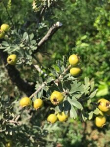 Sarı Alıç Fidanı