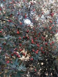 Kırmızı Alıç Fidanı