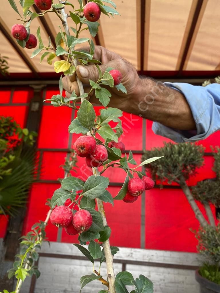 Kırmızı Alıç Fidanı