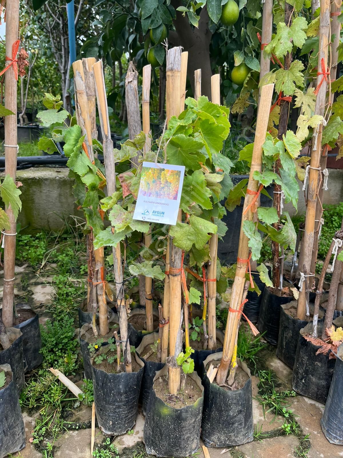 Sultaniye Çekirdeksiz Asma Fidanı