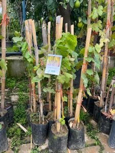 Sultaniye Çekirdeksiz Asma Fidanı