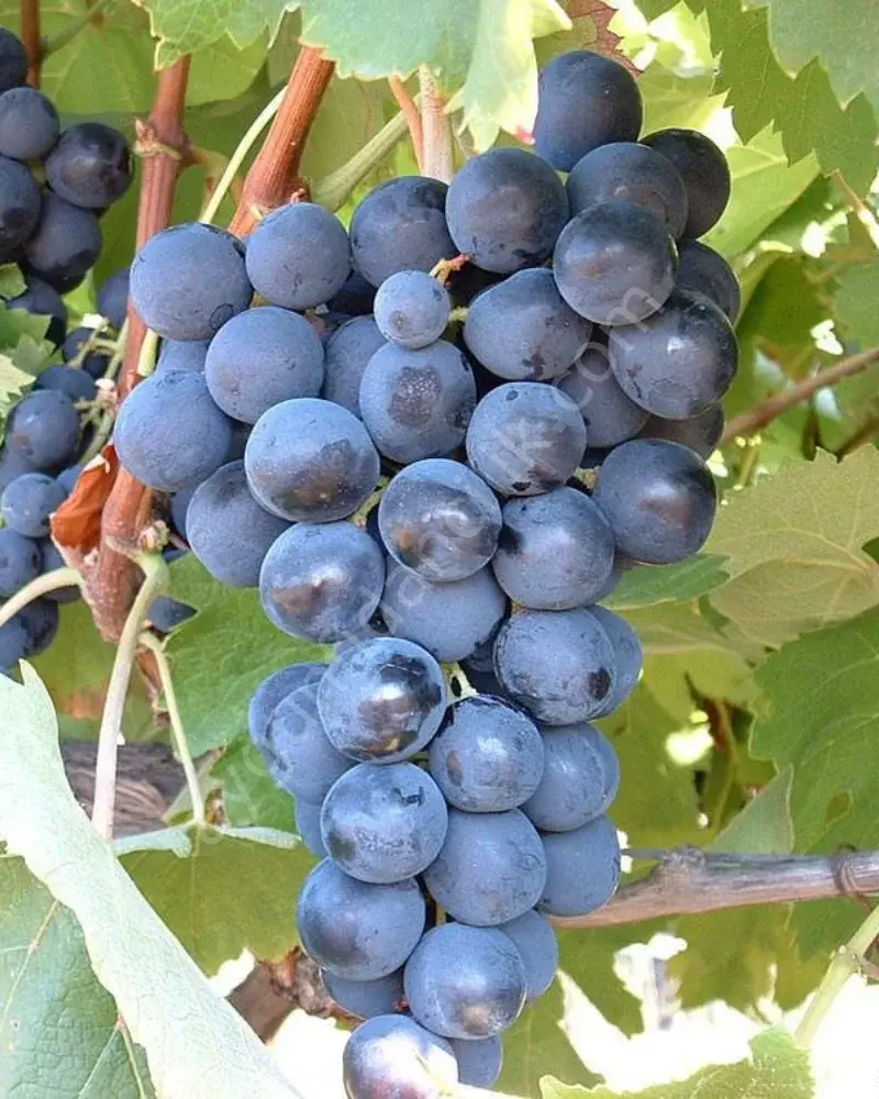 Siyah Alfonso Asma Fidanı