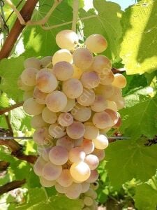 Çavuş Üzümü Asma Fidanı