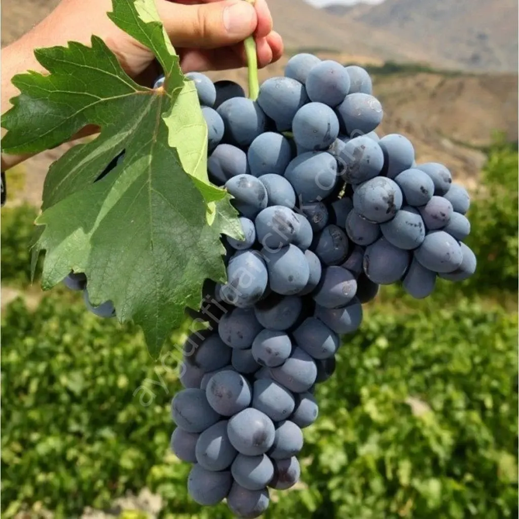 Antep Karası Asma Fidanı