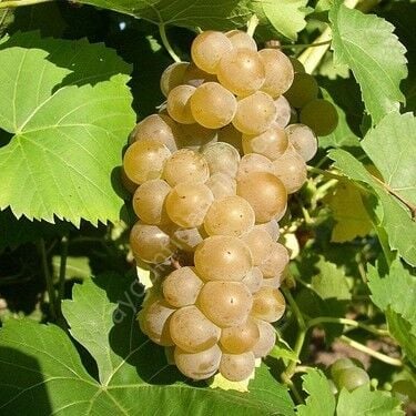 Bornova Misketi Asma Fidanı