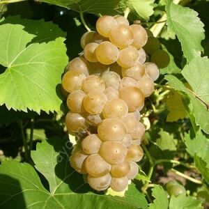 Bornova Misketi Asma Fidanı