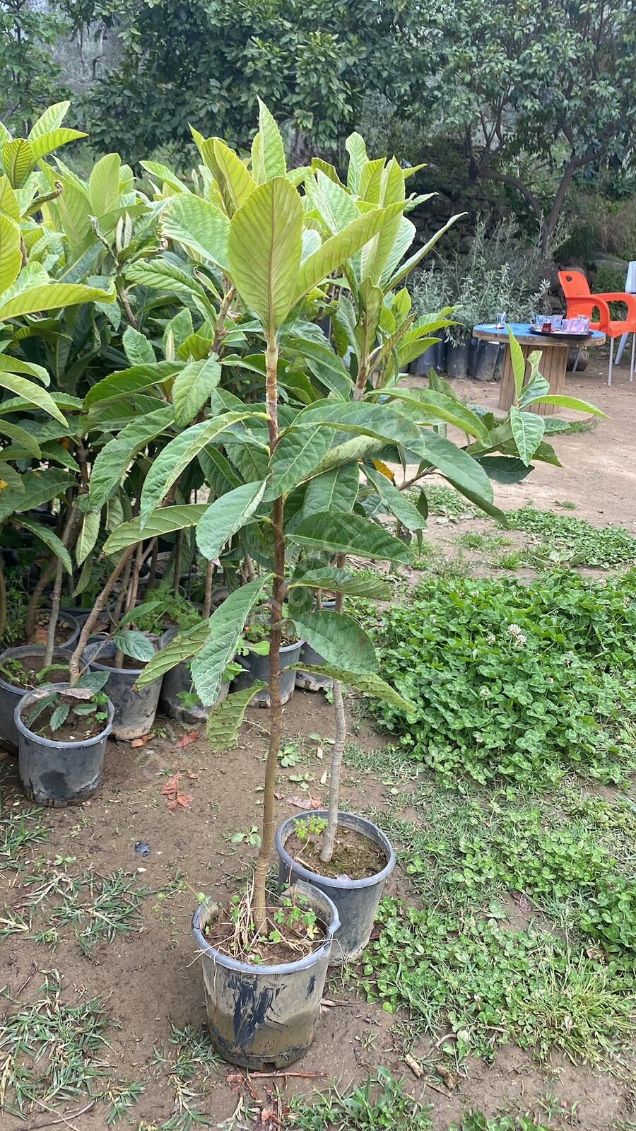 Malta Eriği (Yenidünya) Fidanı