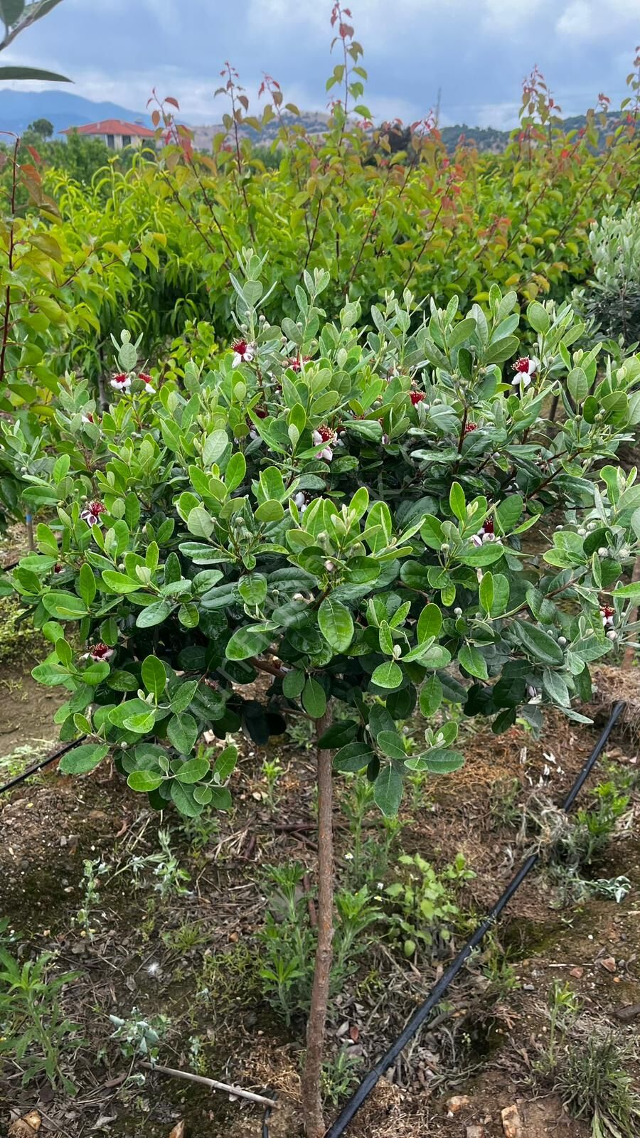 Feijoa (Kaymak Meyvesi) Fidanı