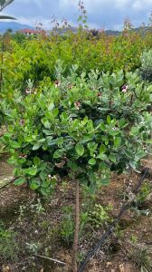 Feijoa (Kaymak Meyvesi) Fidanı