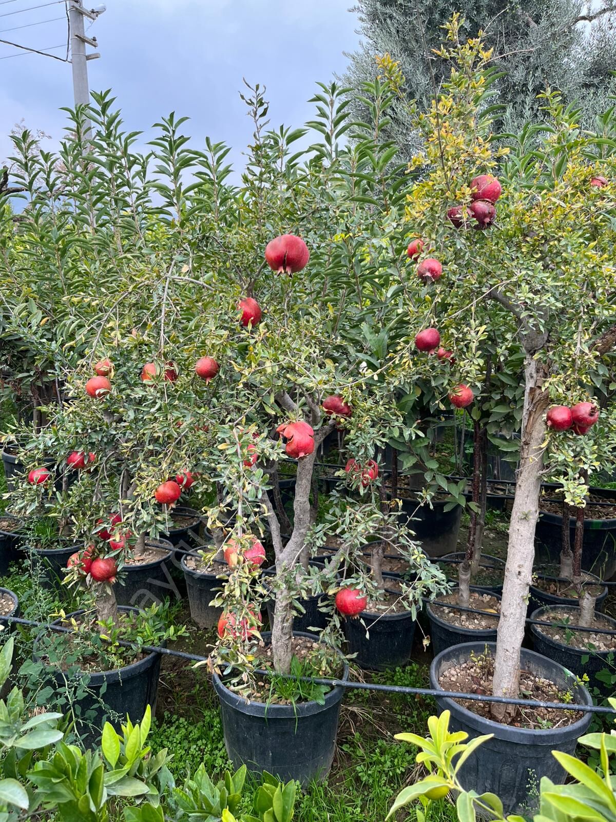 Çekirdeksiz Nar Fidanı