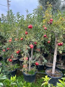 Çekirdeksiz Nar Fidanı