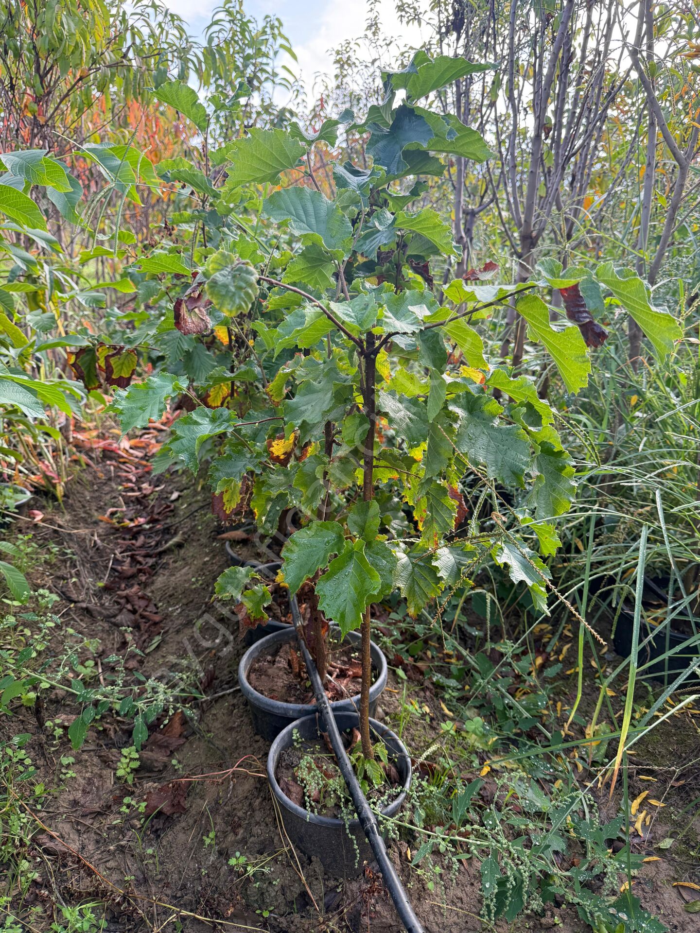 Giresun Yağlı Fındık Fidanı