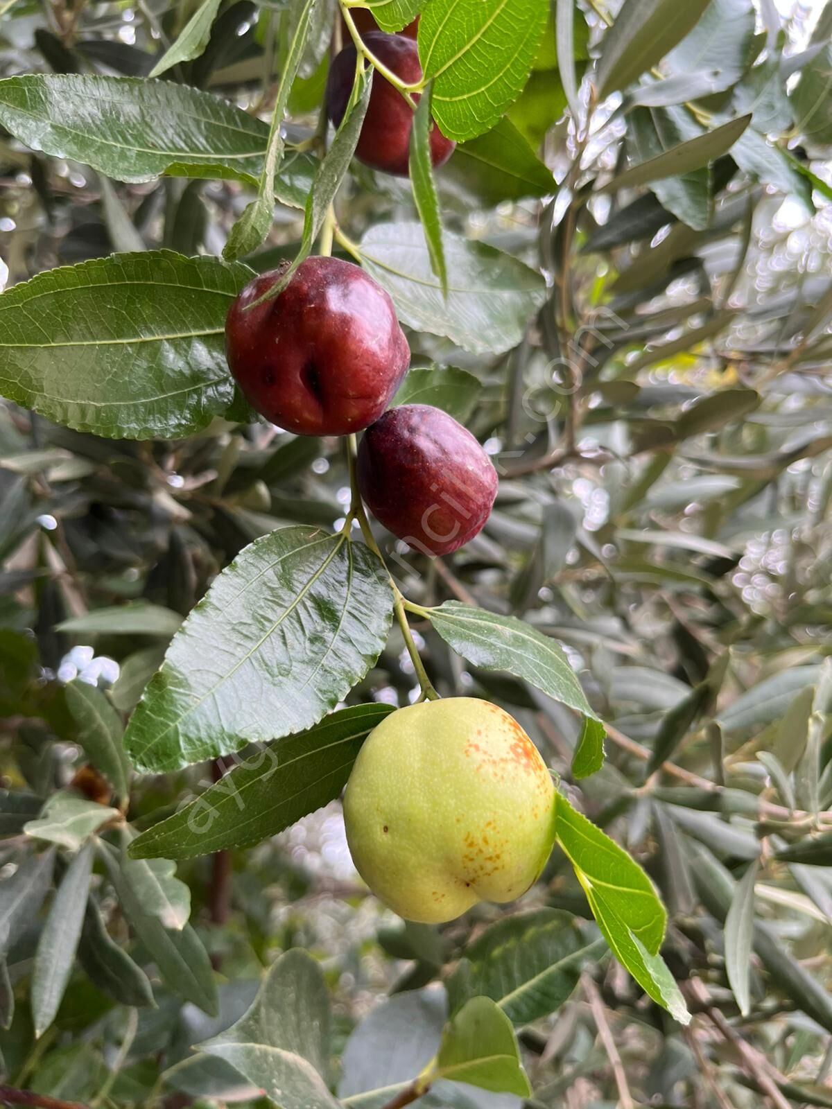 İri Meyveli Hünnap Fidanı