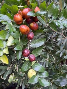 İri Meyveli Hünnap Fidanı