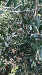 Gemlik (Trilye) Zeytin Fidanı