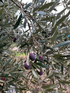 Gemlik (Trilye) Zeytin Fidanı