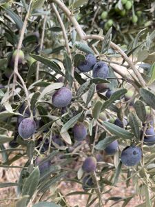 Gemlik (Trilye) Zeytin Fidanı