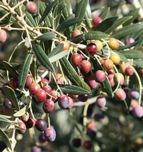 Arbequina (Bodur) Zeytin Fidanı