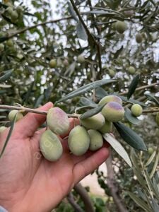 Edremit Zeytin Fidanı