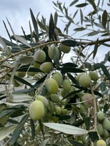 Edremit Zeytin Fidanı