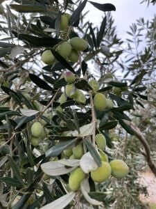 Edremit Zeytin Fidanı