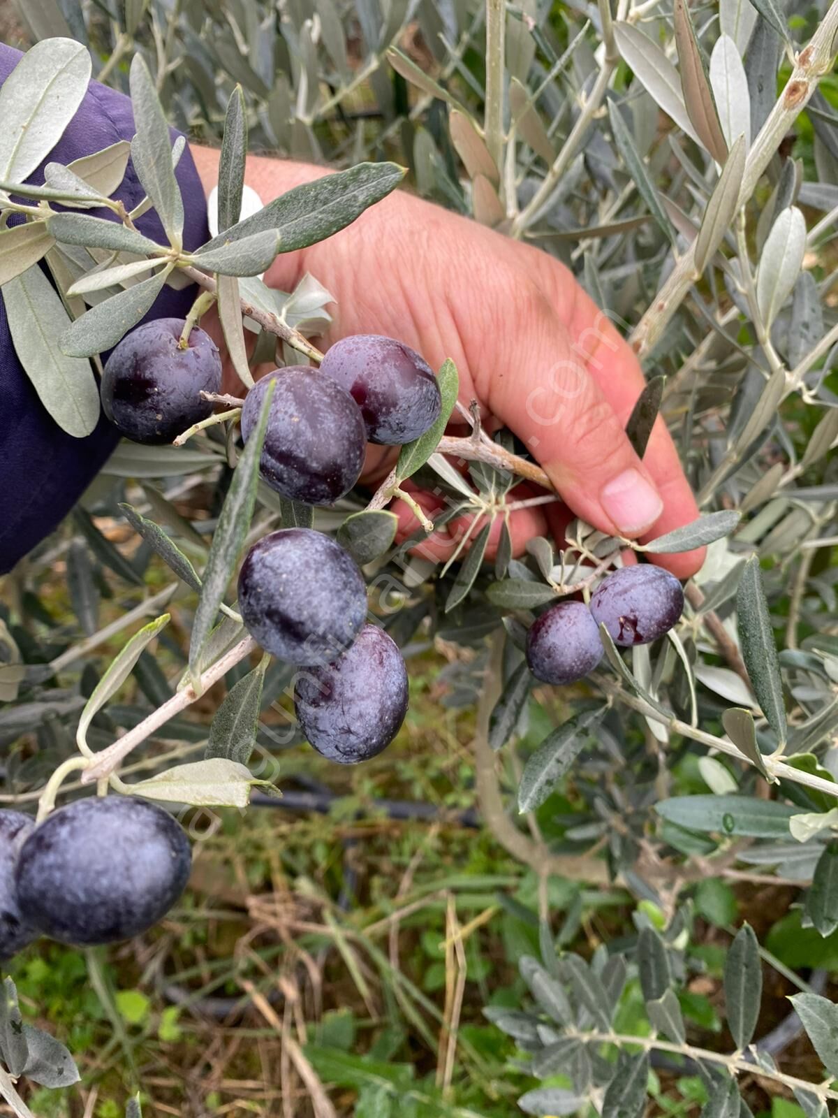 Ayvalık Zeytin Fidanı