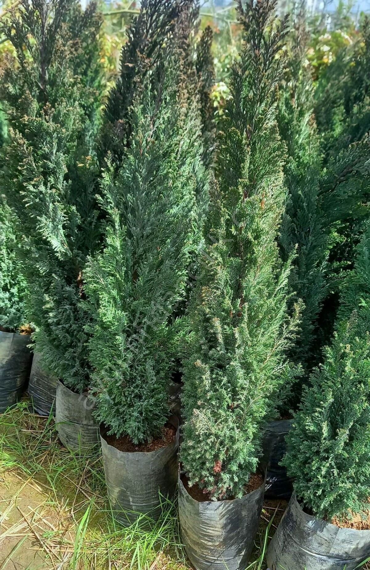 Elvudi Çalı Fidanı