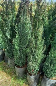 Elvudi Çalı Fidanı