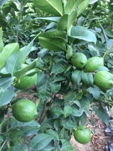 Yediveren Limon Fidanı