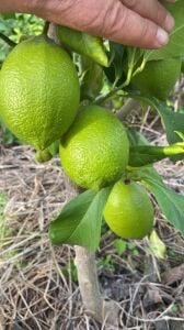 Yediveren Limon Fidanı